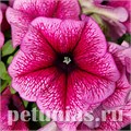 Петуния Mambo GP Plum - 10 шт 11089 - фото 1042