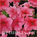 Петуния Mambo GP Red Veined - 10 шт 11093 - фото 1046