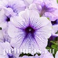Петуния Mambo GP Silver Blue - 10 шт 11094 - фото 1047