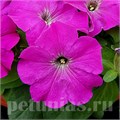 Петуния Mambo GP Violet - 10 шт 11096 - фото 1049