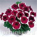 Петуния Merlin Burgundy Picotee - 10 шт 11101 - фото 1054