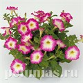 Петуния Merlin Pink Morn - 10 шт 11102 - фото 1055