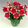 Петуния Merlin Red Picotee - 10 шт 11104 - фото 1057