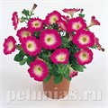 Петуния Merlin Rose Morn - 10 шт 11105 - фото 1058