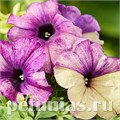 Петуния Shake Blueberry - 5 шт 11107 - фото 1060