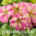 Петуния Shake Strawberry - 5 шт 11109 - фото 1062