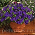 Петуния Picobella Blue - 5 шт 11110 - фото 1063