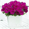 Петуния Picobella Carmine - 5 шт 11111 - фото 1064