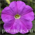 Петуния Picobella Lavender Imp - 5 шт 11112 - фото 1065