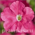 Петуния Picobella Pink - 5 шт 11113 - фото 1066