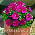 Петуния Picobella Rose - 5 шт 11115 - фото 1068