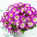 Петуния Picobella Rose Morn - 5 шт 11116 - фото 1069