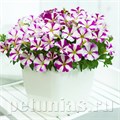 Петуния Picobella Rose Star - 5 шт 11117 - фото 1070