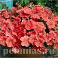 Петуния Picobella Salmon - 5 шт 11118 - фото 1071