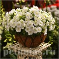 Петуния Picobella White - 5 шт 11119 - фото 1072