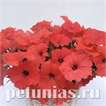Петуния гибридная Amore Mio Orange Red - 5 шт 10837 - фото 1074
