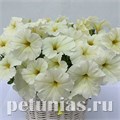 Петуния гибридная Amore Mio White - 5 шт 10839 - фото 1076