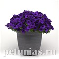 Петуния Easy Wave E3 Blue - 3 шт 10840 - фото 1078
