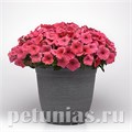 Петуния Easy Wave E3 Coral - 3 шт 10841 - фото 1079