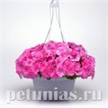 Петуния Easy Wave E3 Pink - 3 шт 10842 - фото 1080