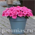 Петуния Easy Wave E3 Pink Cosmo - 3 шт 10843 - фото 1081