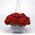 Петуния Easy Wave E3 Red - 3 шт 10844 - фото 1082