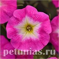 Петуния Easy Wave E3 Rose Morn - 3 шт 10845 - фото 1083