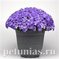 Петуния Easy Wave E3 Sky Blue - 3 шт 10846 - фото 1084