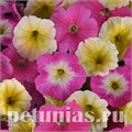 Петуния Easy Wave E3 Sweet Taffy Mix - 3 шт 10847 - фото 1085