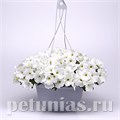 Петуния Easy Wave E3 White - 3 шт 10848 - фото 1086