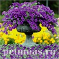 Петуния Easy Wave Blue - 5 шт 10851 - фото 1089