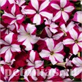 Петуния Easy Wave Burgundy Star - 5 шт 10852 - фото 1090