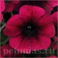 Петуния Easy Wave Burgundy Velour - 5 шт 10853 - фото 1091