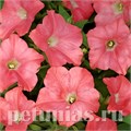 Петуния Easy Wave Coral Reef - 5 шт 10854 - фото 1092