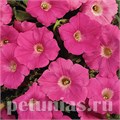 Петуния Easy Wave Pink - 5 шт 10857 - фото 1095
