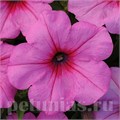 Петуния Easy Wave Pink Passion - 5 шт 10858 - фото 1096