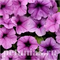 Петуния Easy Wave Plum Vein - 5 шт 10859 - фото 1097
