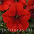 Петуния Easy Wave Red Improved - 5 шт 10860 - фото 1098