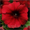 Петуния Easy Wave Red Velour - 5 шт 10861 - фото 1099