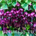 Родохитон Rhodos - 3 шт 11152 - фото 109