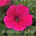 Петуния Easy Wave Rose - 5 шт 10862 - фото 1100