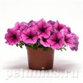 Петуния Easy Wave Rose Fusion - 5 шт 10863 - фото 1101