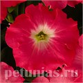 Петуния Easy Wave Rosy Dawn - 5 шт 10864 - фото 1102