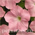 Петуния Easy Wave Shell Pink - 5 шт 10865 - фото 1103