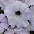 Петуния Easy Wave Silver - 5 шт 10866 - фото 1104
