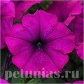 Петуния Easy Wave Violet Improved - 5 шт 10867 - фото 1105