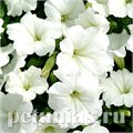 Петуния Easy Wave White - 5 шт 10868 - фото 1106
