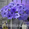 Петуния Evening Scentsation - 5 шт 10870 - фото 1109