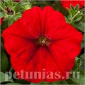 Петуния FotoFinish Red - 5 шт 10871 - фото 1111