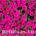 Петуния Garden Beauty Deep Violet - 5 шт 10872 - фото 1113
